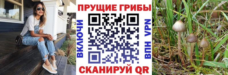 как найти   Электрогорск  Псилоцибиновые грибы ЛСД 